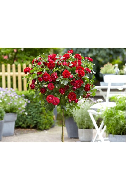 Роза Руби Стар на штамбе